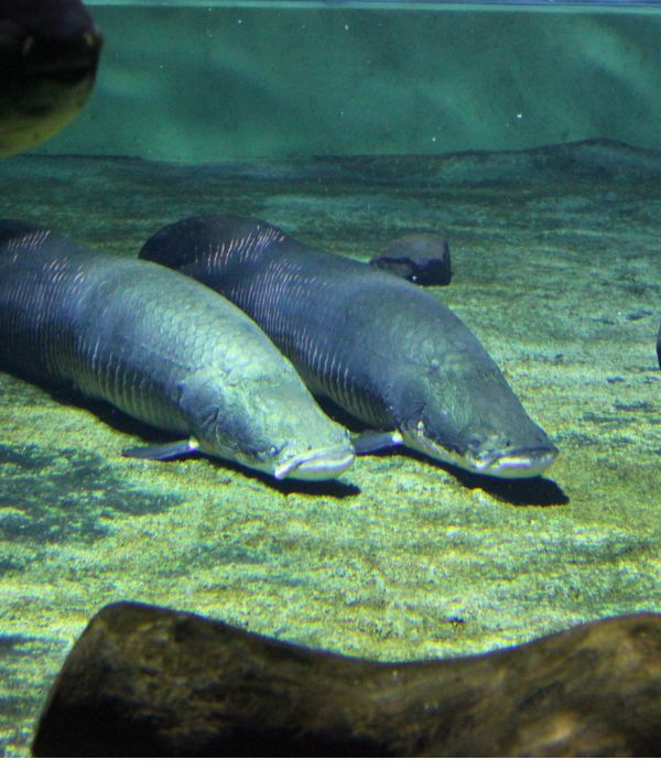 人気】世界最大淡水魚ピラルクーがいる水族館20選《全国編》 |