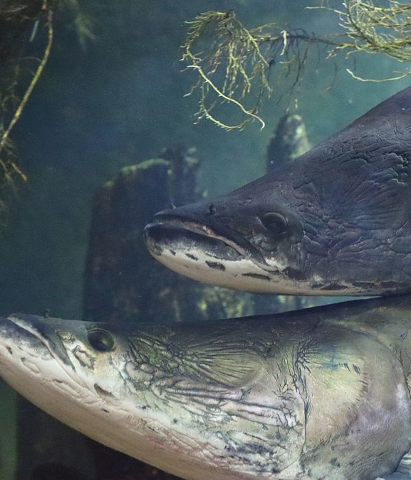 ピラルクーがいる水族館