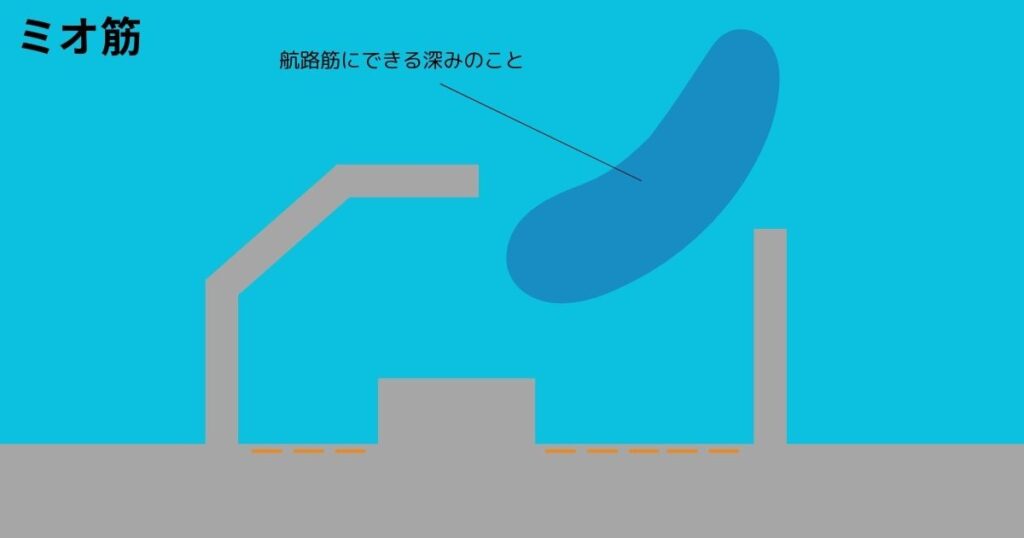 エギング　ミオ筋