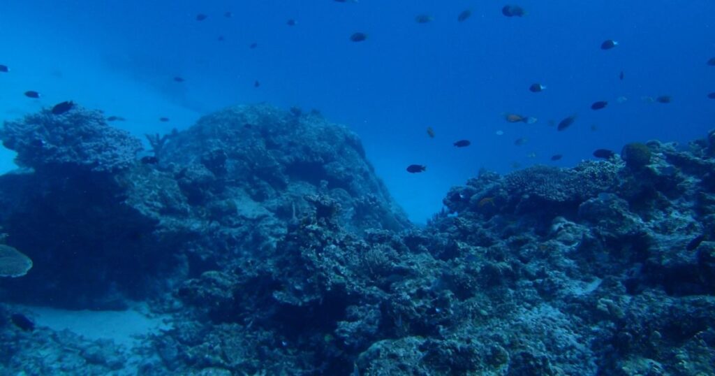 海中　釣り　根とは