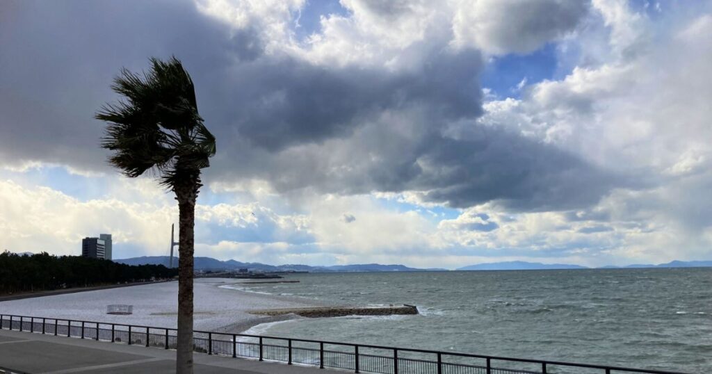 風の強い海辺で揺れるヤシの木