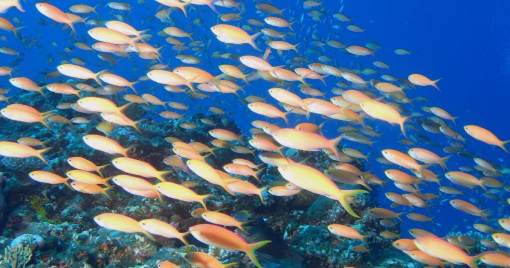 活性の高い海