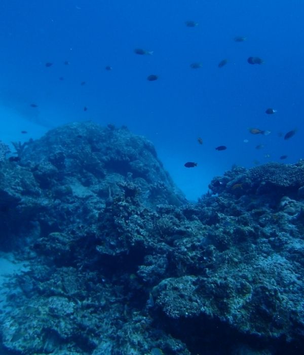 海中　釣り　根とは