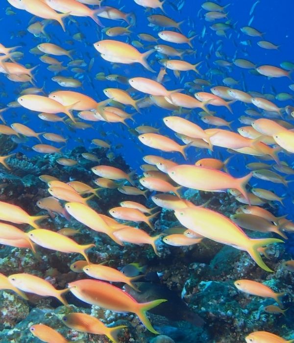 活性の高い海